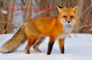 Mơ thấy cáo đánh con đề nào